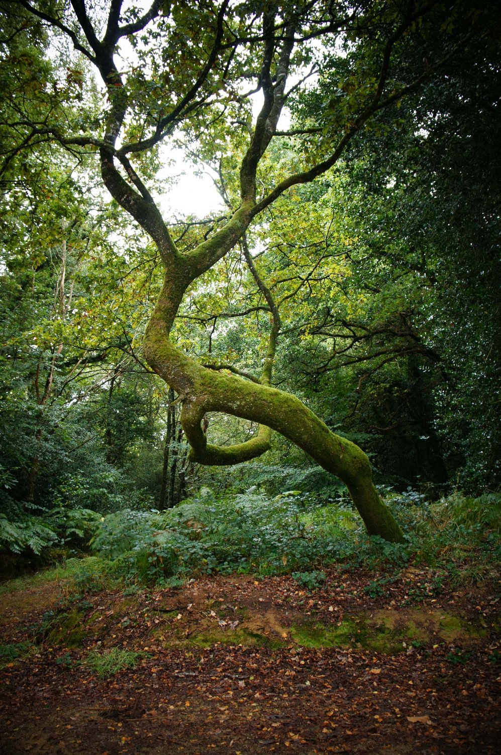 Arbre remarquable en forêt
