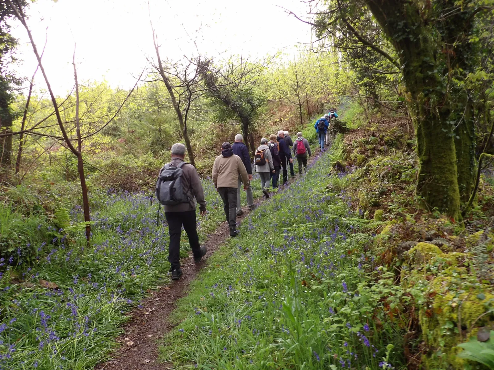 Randonneurs dans les jacinthes